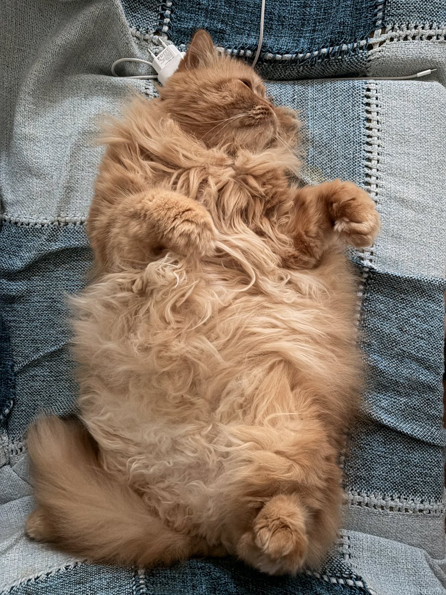 não aguento esse gato plus size