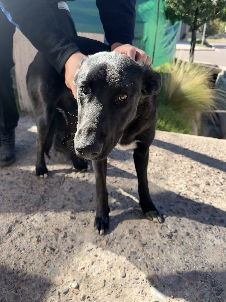URGENTE ‼️
BUSCAMOS UNA FAMILIA QUE LA ADOPTE 🩷

Apreció el fin de semana, no encontramos a sus dueños y la persona que le está dando tránsito no la puede tener más.

- Hembra joven, cariñosa, juguetona, tamaño grande. 

⚠️ DIFUNDIR ⚠️ 
por favor sino va a terminar en la calle