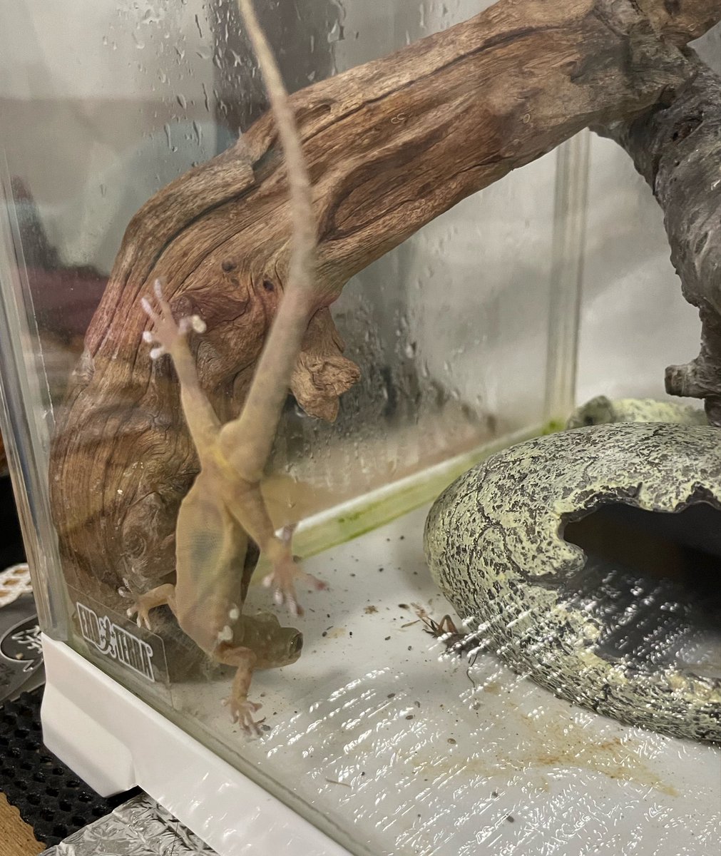 ひるね🦎 tweet media