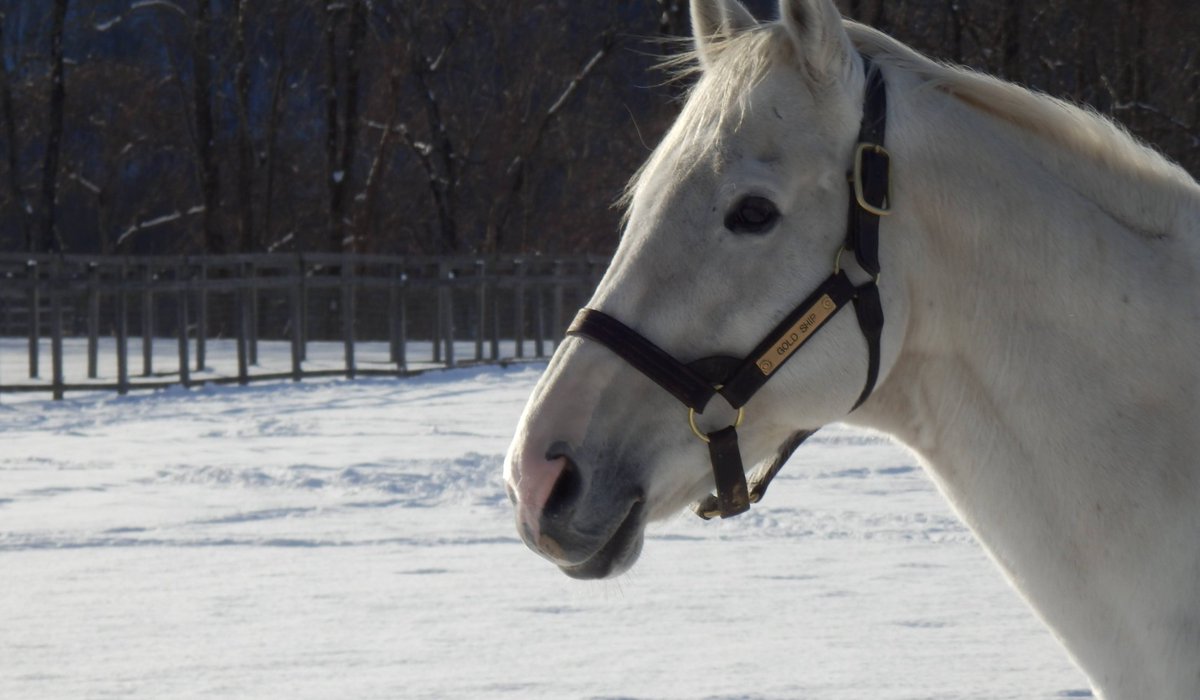 東方 蒼龍 tweet media