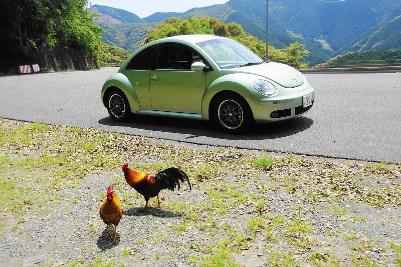 GWならではの何かをしたかったのにいつもの猫山に来てしまった‥ニワトリも有名です🦃🦃