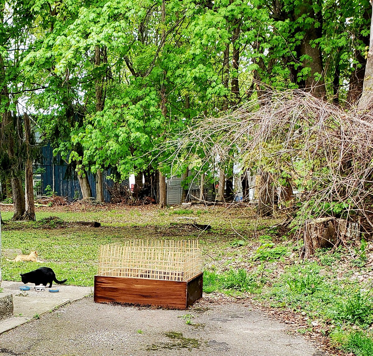 wspickerman's tweet image. Got some company today while working on the garden box. That's Big Red relaxing like a lion. And Blackie she's not a he. Cloudy cool day in the #SouthernTier #NYwx 
@NWSBinghamton 
Follow my Garden Project 2026 Thread and share your garden projects. This box is for herbs...