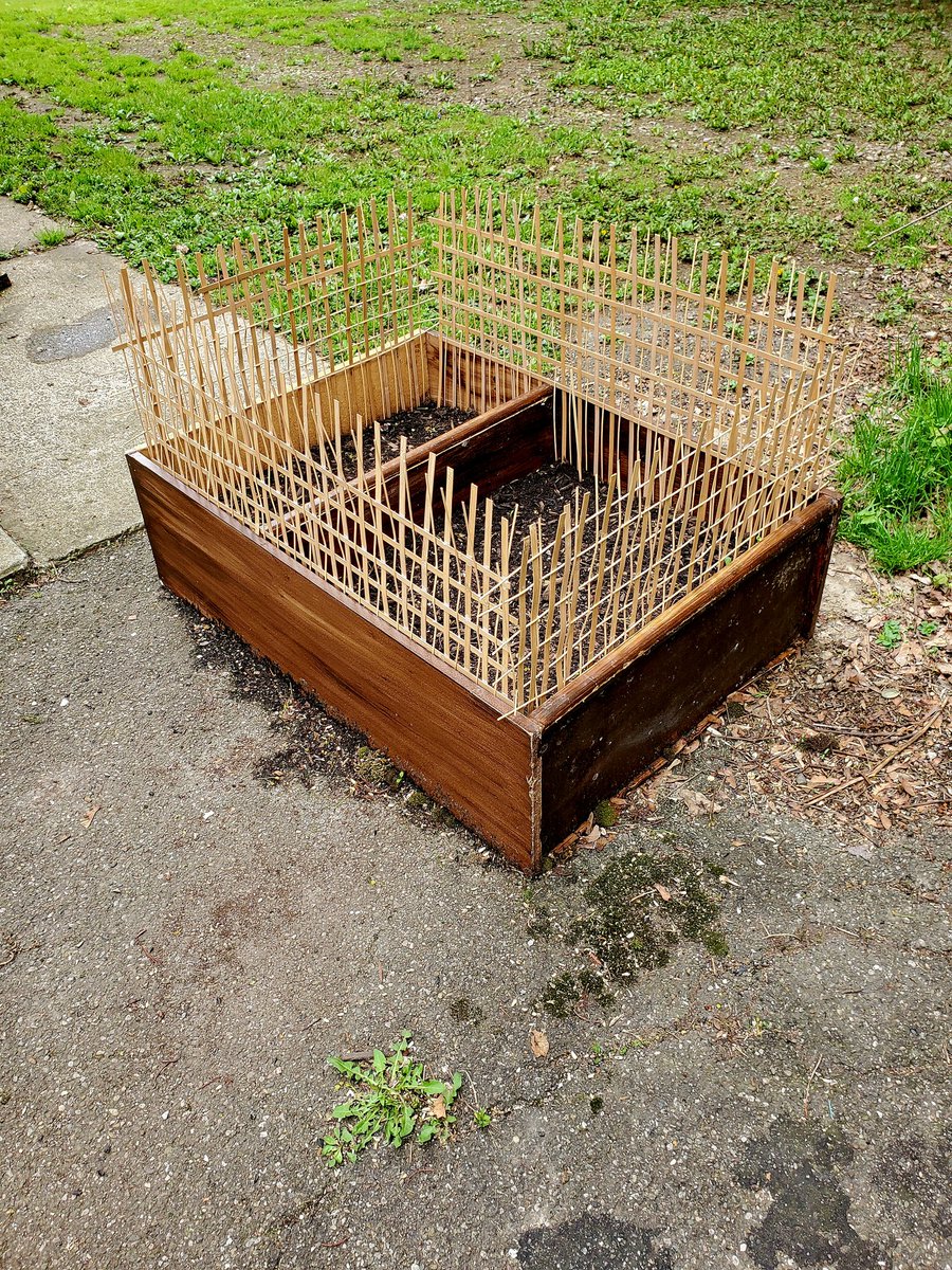 wspickerman's tweet image. Got some company today while working on the garden box. That's Big Red relaxing like a lion. And Blackie she's not a he. Cloudy cool day in the #SouthernTier #NYwx 
@NWSBinghamton 
Follow my Garden Project 2026 Thread and share your garden projects. This box is for herbs...