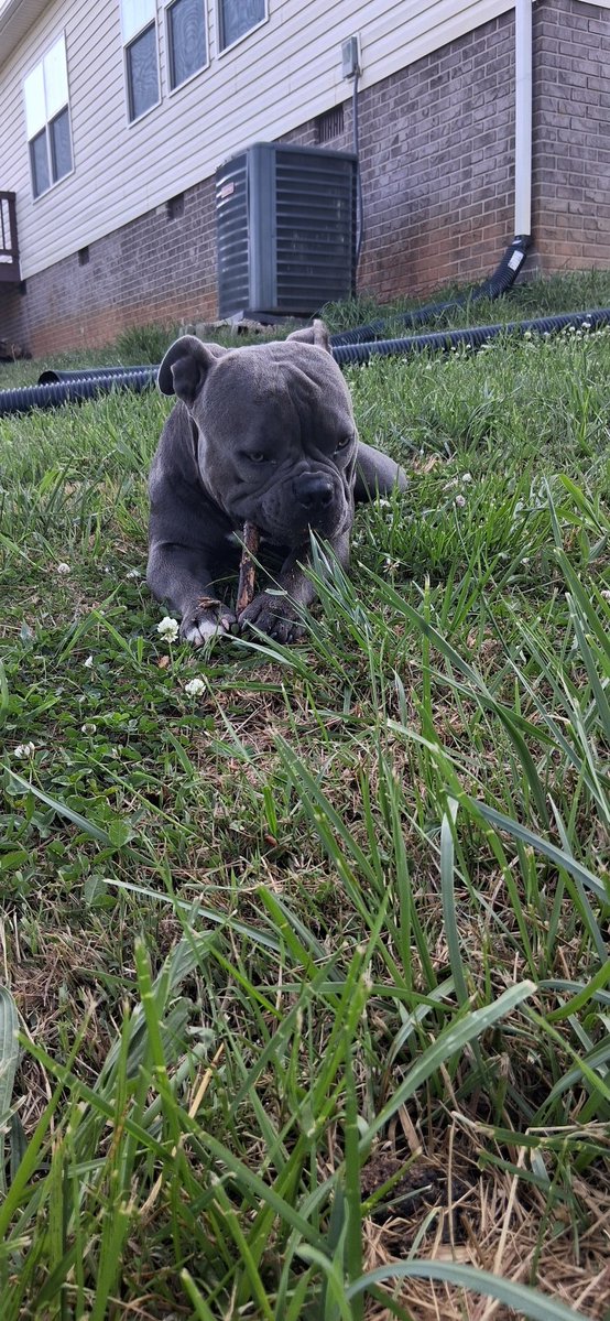 GlowsHaven's tweet image. Happy Wednesday 🌞 😊 
Loki with his morning stick chew and me got my morning coffee ☕️ what a blissful day ahead 🦋
#positivity #puppylife #farmlife