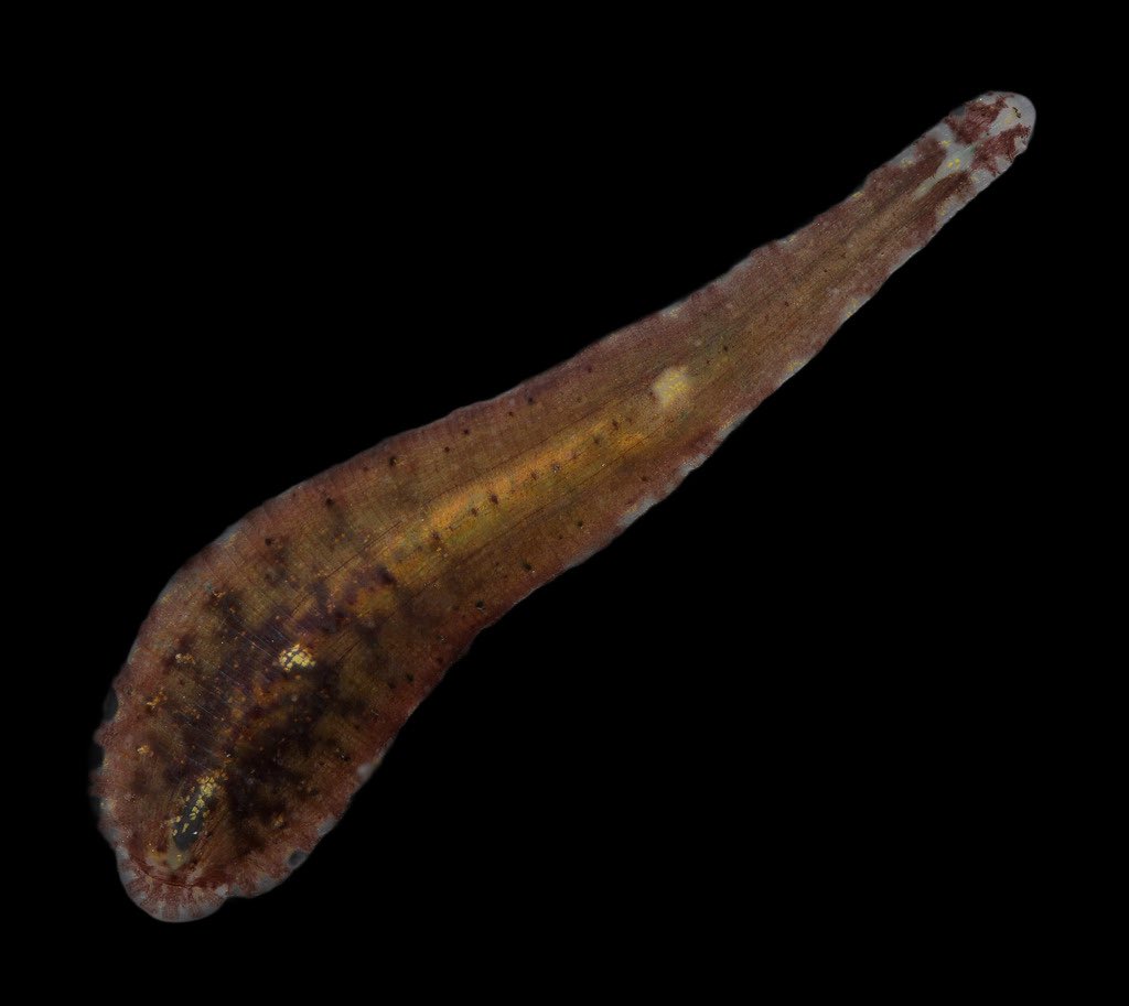 AVNJOfficial's tweet photo. Back at it again with more leeches, undescribed species edition! https://t.co/ujRkK1wOlM