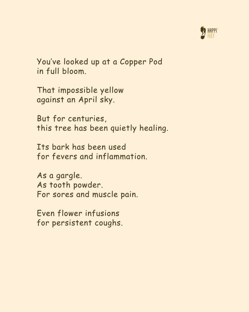 happifeet5's tweet photo. The Copper Pod is not just beautiful.

It has been used for centuries
in traditional healing for fevers and inflammation.

Some trees carry more than shade.

#Happifeet #CopperPod #BangaloreTrees #UrbanNature #KnowYourTrees https://t.co/zEhziK4eqP