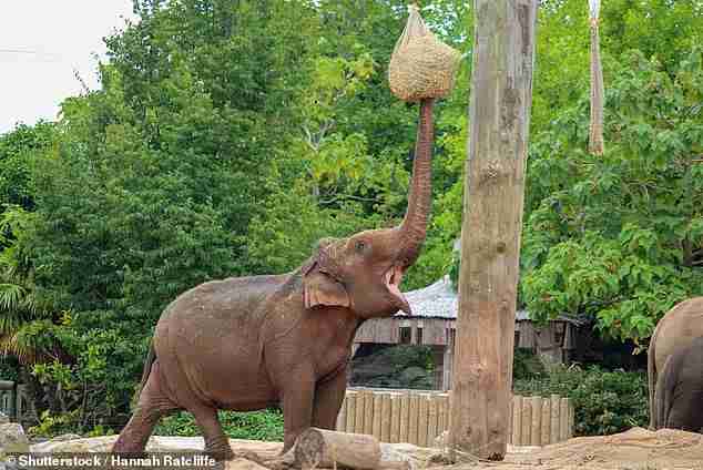 thandojo's tweet image. #Chester #Zoo has been crowned the top for the second year in a row, and it features among #Europe's top 10 zoos too.