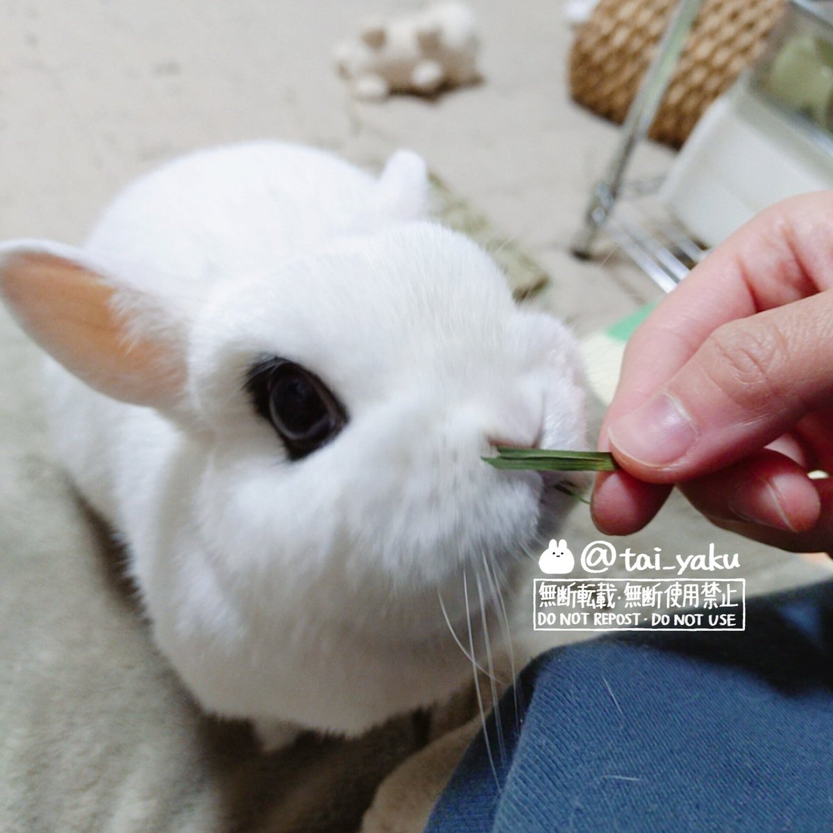 お毛玉様🐇 tweet media