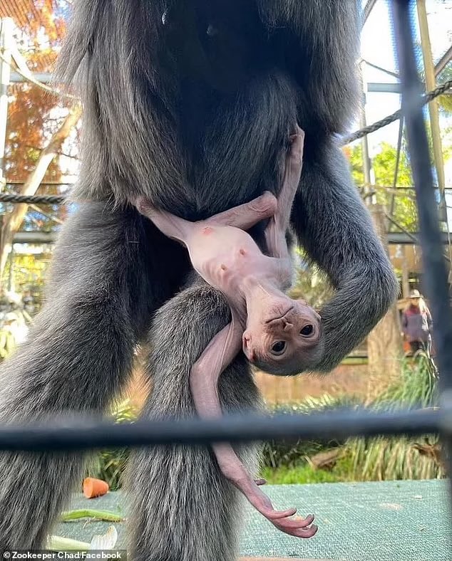 Orangutandrea tweet media