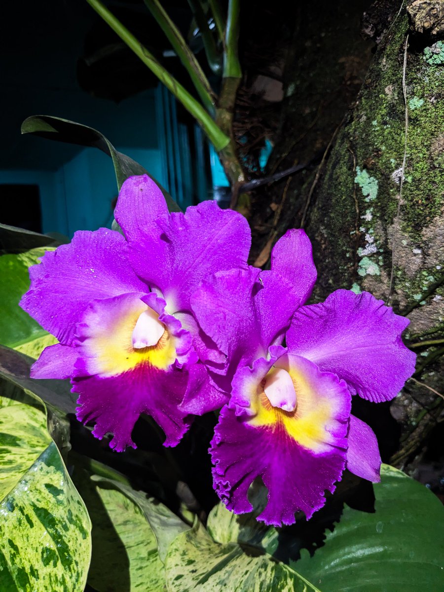 dwipayuda's tweet image. cattleya hibrid ini paling lama jadi penghuni halaman rumah. paling rajin bertunas dan berbunga. #orchid