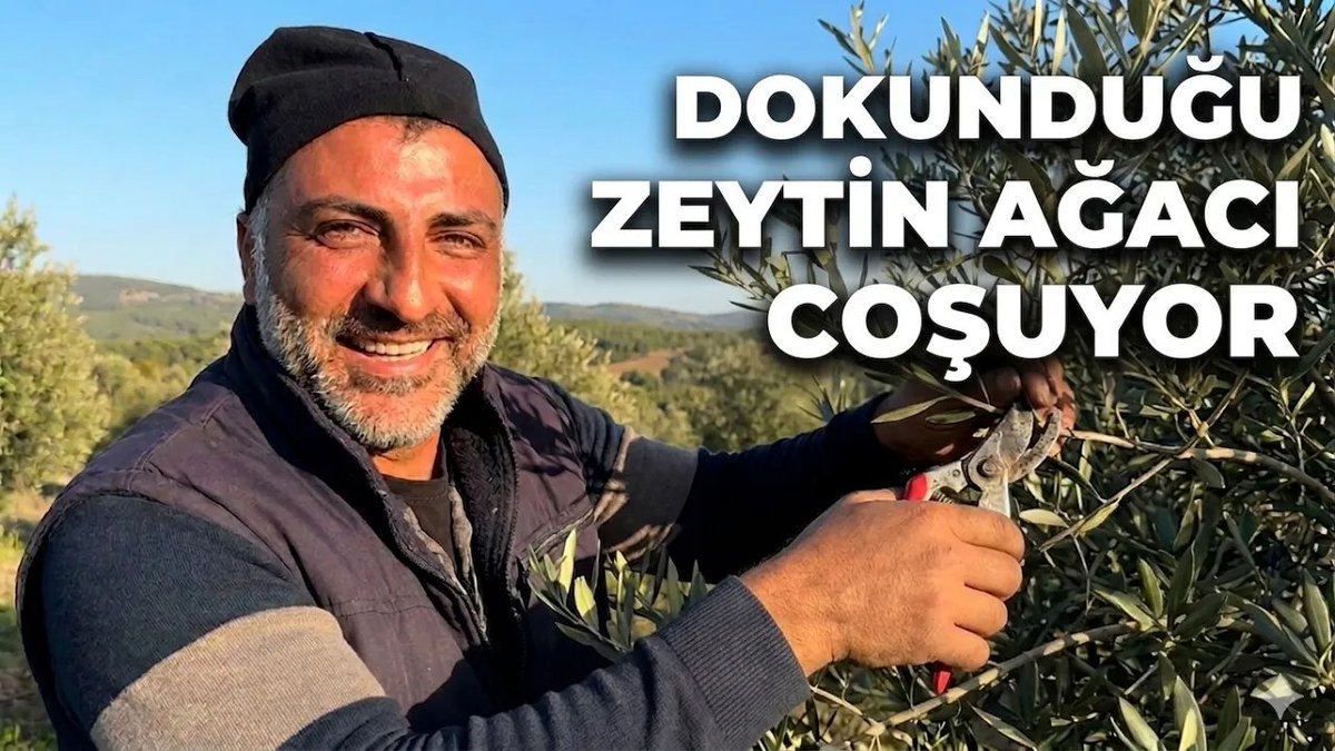 🫒Eren Vural kimdir? Budadığı zeytin ağacı nasıl coşuyor? İşin sırrını Kanal 6 Haber'e anlattı

Eren Vural'ın Instagram'da veya YouTube'da zeytin ağaçlarını budadığı videolar sizin de karşınıza çıkıyordur. Bahçe sahipleri önce kendisine ağacı çok budadığı için kızıyor ancak verim