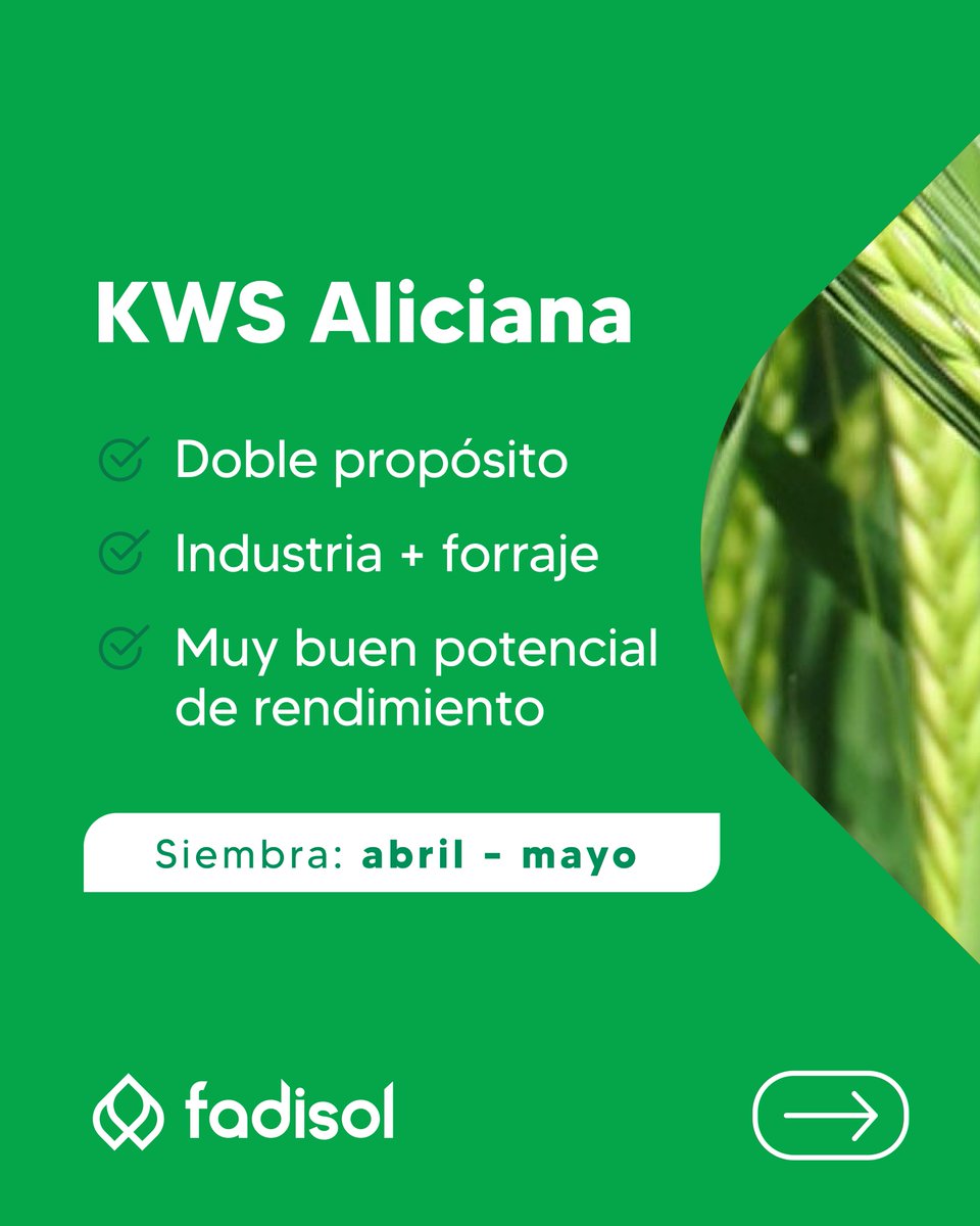 FADISOL's tweet photo. No todas las cebadas cumplen el mismo rol.
Elegir bien la genética es definir el resultado. Trabajamos con materiales que se adaptan a distintos planteos productivos.

KWS Aliciana yBambina materiales con muy alto potencial de rendimiento, que permiten ajustar el planteo según destino y fecha de siembra.
👉 Forraje: siembras de fin de abril a junio
👉 Grano: siembras de mayo a junio
Cuando el objetivo está claro, la elección también.

Reservá tu semilla:
📲 095 67 60 74
📞 4576 2283