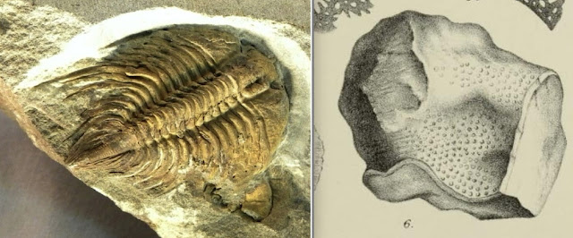 PepaMonteroM's tweet photo. Cazadoras de #fósiles. O cómo la historia de la paleontología está cimentada en mujeres que se mancharon en el barro en busca de fósiles y monstruos petrificados. En mi blog #Cúmulosylimbos hablo de #ElizabethGray (1831-1924), la 'Mary Anning escocesa' https://t.co/4y1Se4eLY7 https://t.co/B9V7ERaJN4
