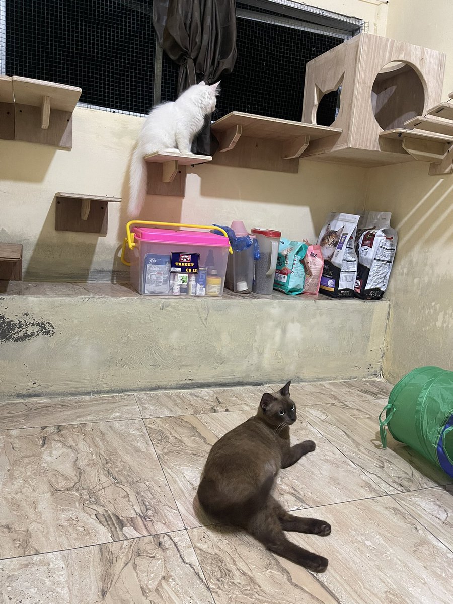 simi tweet media