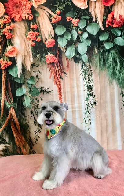 StyleNPups's tweet image. Style N Pups of Jensen Beach, Your Top choice for Dog Grooming! #stylenpups #veteranownedbusiness #DogsofTwittter #DogsOnTwitter #jensenbeach #treasurecoast #Dog #TREASURECOAST #dogs #jensenbeach #martincounty #dogsarelove #dogsonx #PuppyLove #PuppyLovers