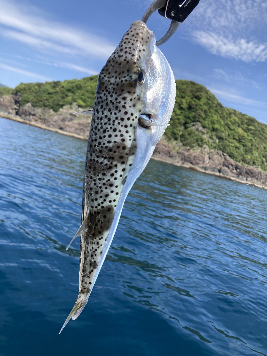 133016712's tweet photo. 船釣り釣果！

何やってもダメな日
アカハタは40手前とまずまずサイズ2匹つれたけどあとはまっったくだった

初めましてのフグが釣れたのだけ嬉しかった！見てみたかったんだよね https://t.co/nIDNnZNPoN