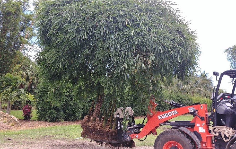 newshootsbamboo's tweet image. We're moving things on the farm today here is a Bambusa vulgaris 'Wamin' also known as a Dwarf Buddha Belly Bamboo.
Take a look at our website at: newshootsbamboo.com to shop all our Bamboo Plants!
#landscapedesign
#southflorida
#bamboo
#tropicalparadise
#greenliving