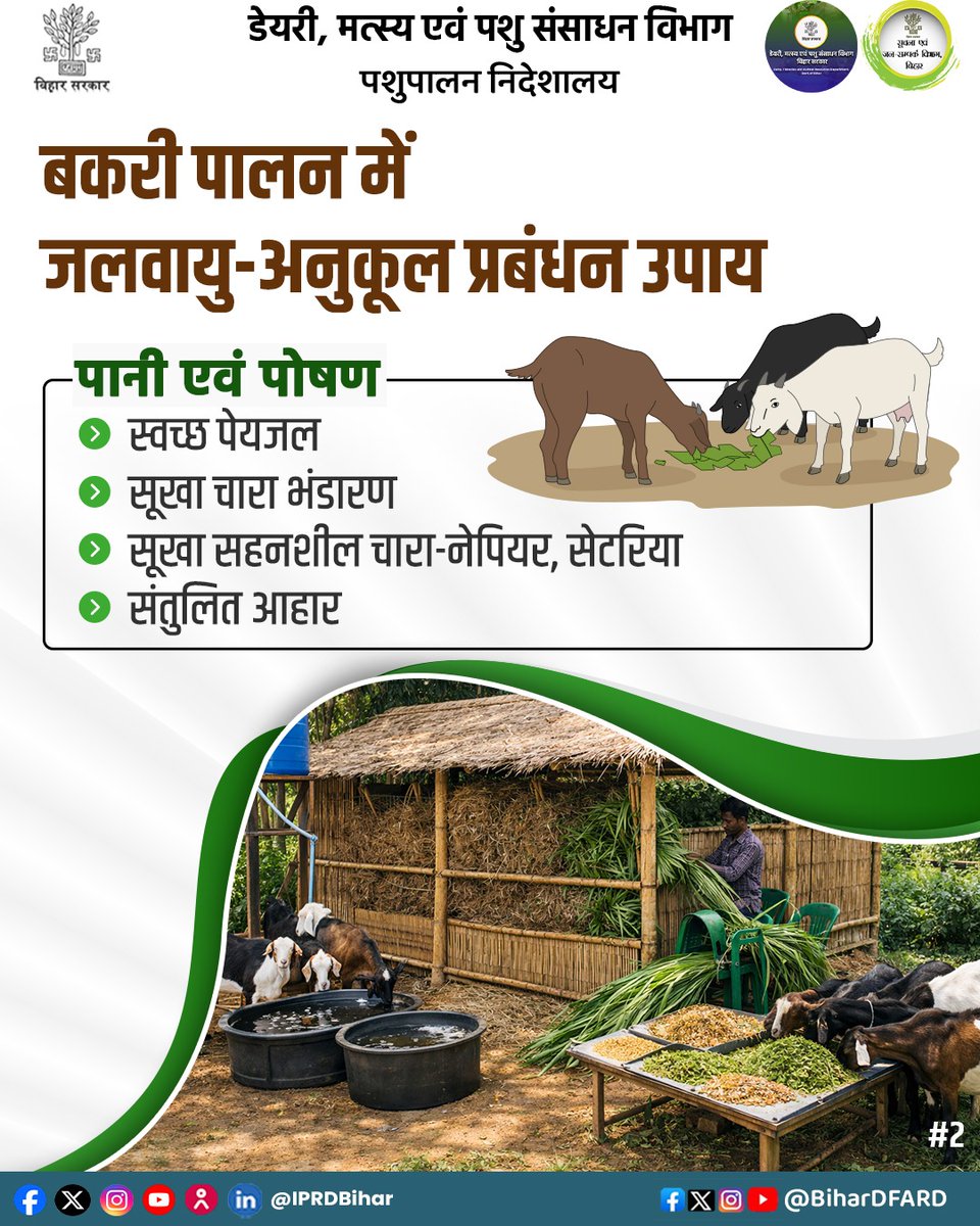 BiharAFRD's tweet image. बकरी पालन में जलवायु-अनुकूल प्रबंधन उपाय।
@Kapil_IAS
@IPRDBihar
@Agribih
@Dept_of_AHD
@HorticultureBih
#comfed
#dairy
#pashupalak
#fish
#fisheries 
#BiharAnimalAndFisheriesResourcesDept