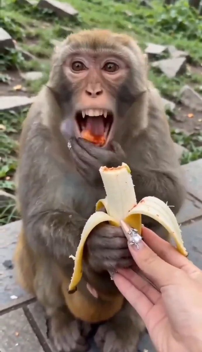 Raghu देश प्रेमी tweet media