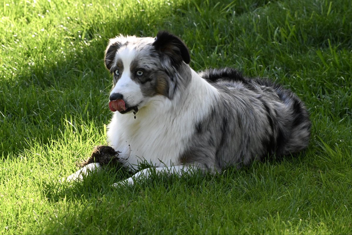 ell_enR's tweet image. Nothing to see here Mom, just a dog with some dirt! 🤣
#australianshepherdpuppy #aussie #AustralianShepherd #australianshepherdlove #australianshepherdmom #aussiemom #aussielover #puppylove #aussiepuppy #naturephtography