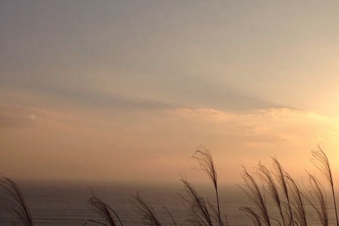 ハミガキコ tweet media