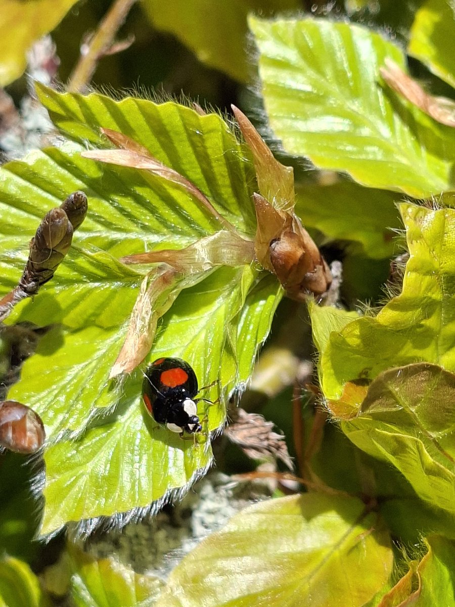 mycathardy's tweet image. Harlequin ladybird on a hedge of fresh green beech leaves #ladybird #leaves #beech