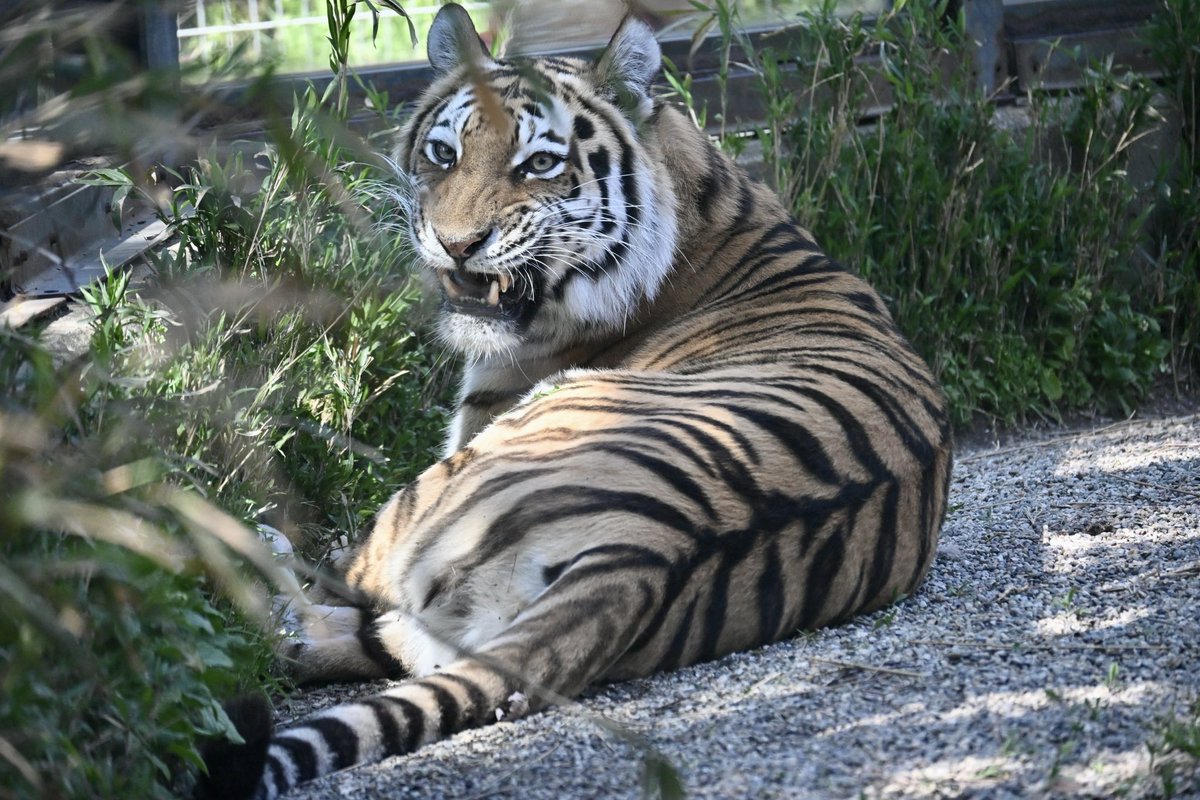 なにか気になったかにゃカサンドラ
2026.4.29
#大森山動物園