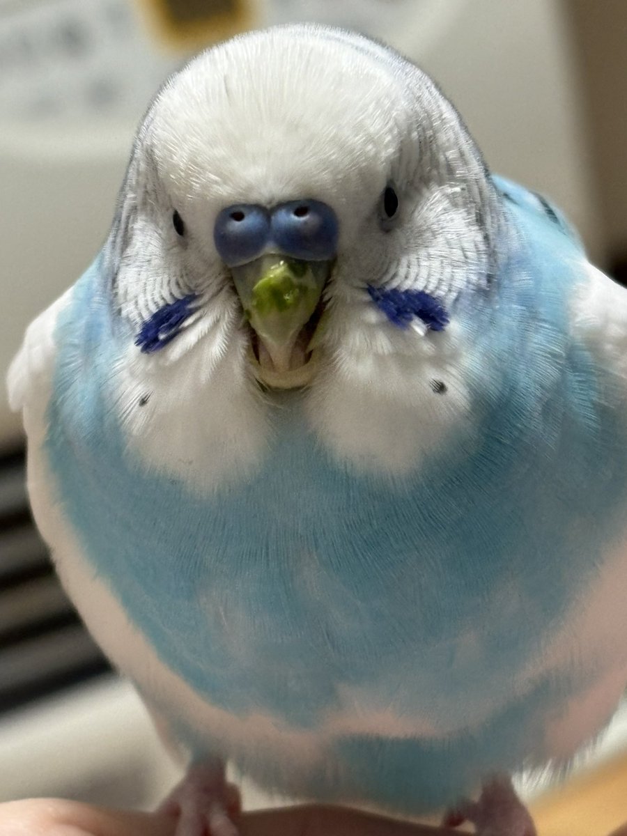 abura tweet media