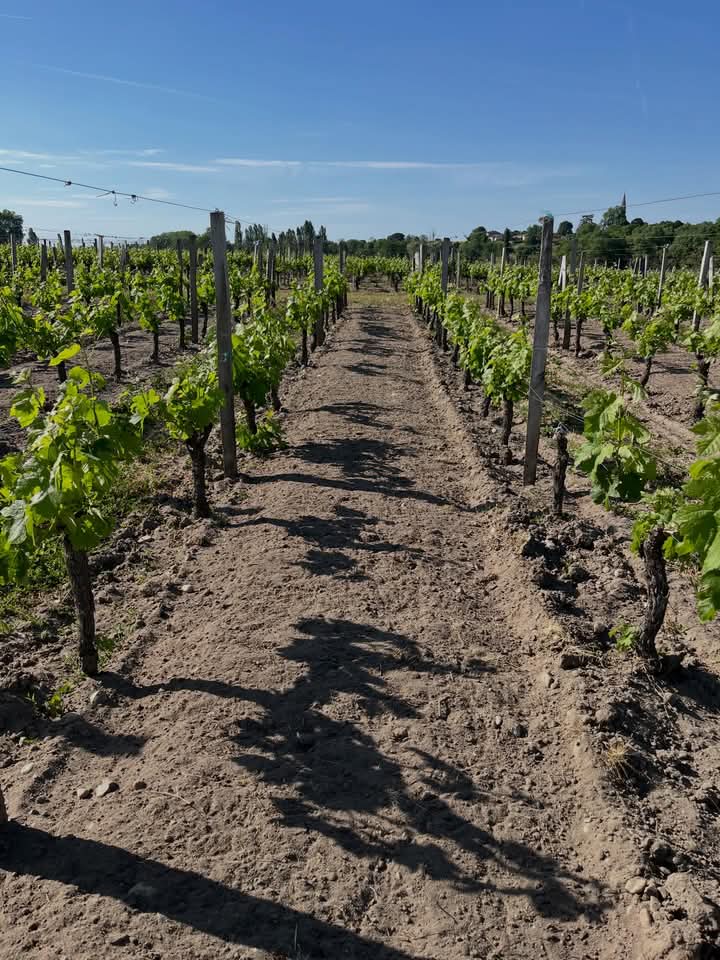grandebougie's tweet photo. Le printemps est bien là et ça se voit.
Sous ces températures déjà estivales la vigne s’emballe.
Une pousse rapide précoce et déjà les premières baby grappes.
Travail des sols : Fait.
Des vignes propres et magnifiques.
#Saintemilion #Vignes #Nature #Printemps https://t.co/z9h0x4KUdA
