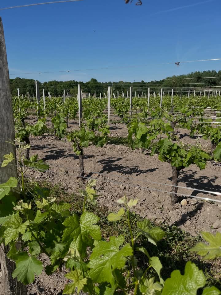 grandebougie's tweet photo. Le printemps est bien là et ça se voit.
Sous ces températures déjà estivales la vigne s’emballe.
Une pousse rapide précoce et déjà les premières baby grappes.
Travail des sols : Fait.
Des vignes propres et magnifiques.
#Saintemilion #Vignes #Nature #Printemps https://t.co/z9h0x4KUdA