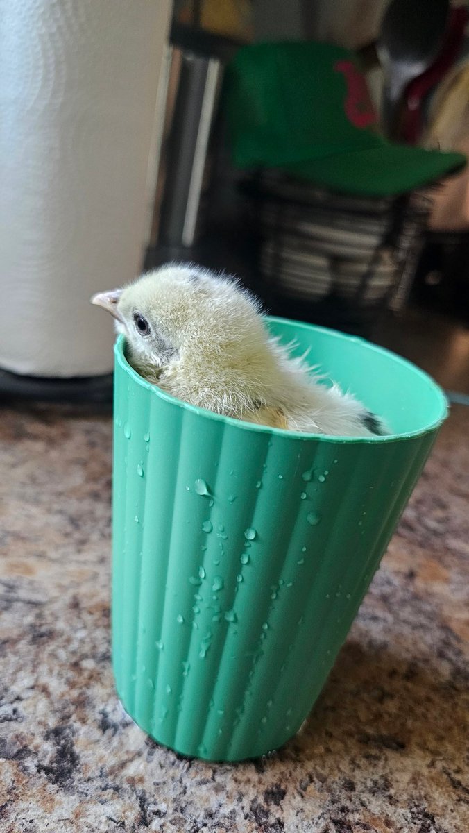 echoesandscores's tweet image. Cluck cup. 😆
#chickens #pastybutt