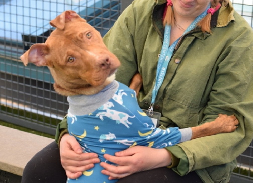 MorgFairsdogs's tweet image. Tulip 250471
Relisted TBK 4/30
#NYCACC #RescueOnly 
She is a pretty 1 yr old puppy 🐶 
Highly social, seeks interaction with staff
Easily arousal &amp;amp; poor impulse control, she is a puppy, not her fault 
Needs exp all adult home 
Save Tulip!
nycacc.app/browse/250471
#Pledge4Rescue