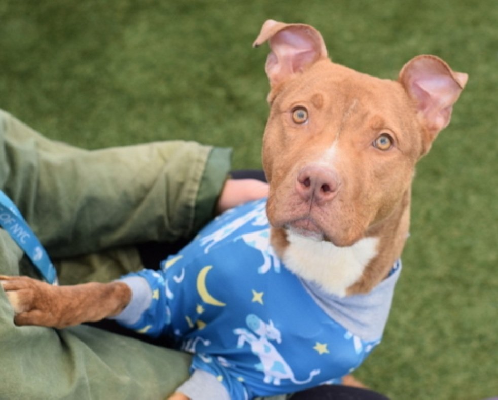 MorgFairsdogs's tweet image. Tulip 250471
Relisted TBK 4/30
#NYCACC #RescueOnly 
She is a pretty 1 yr old puppy 🐶 
Highly social, seeks interaction with staff
Easily arousal &amp;amp; poor impulse control, she is a puppy, not her fault 
Needs exp all adult home 
Save Tulip!
nycacc.app/browse/250471
#Pledge4Rescue