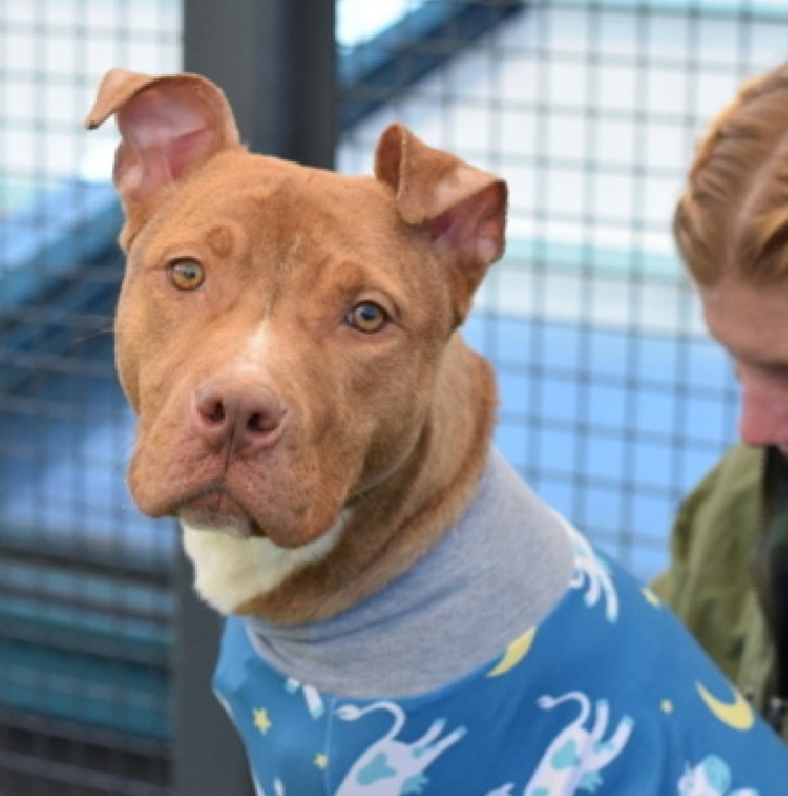 MorgFairsdogs's tweet image. Tulip 250471
Relisted TBK 4/30
#NYCACC #RescueOnly 
She is a pretty 1 yr old puppy 🐶 
Highly social, seeks interaction with staff
Easily arousal &amp;amp; poor impulse control, she is a puppy, not her fault 
Needs exp all adult home 
Save Tulip!
nycacc.app/browse/250471
#Pledge4Rescue
