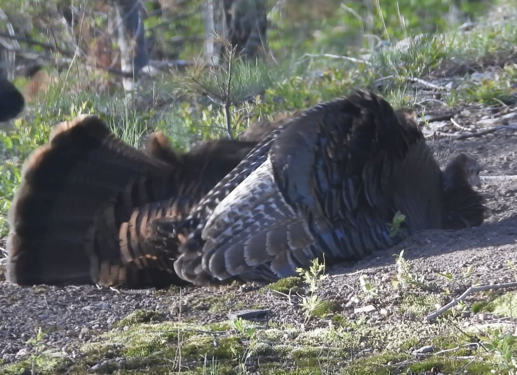 UpstateNYWild's tweet photo. Wild turkey dust bath ���🛁❤️ #wildlife
https://t.co/zXVQwUOnLO https://t.co/hm1hYp4BeL