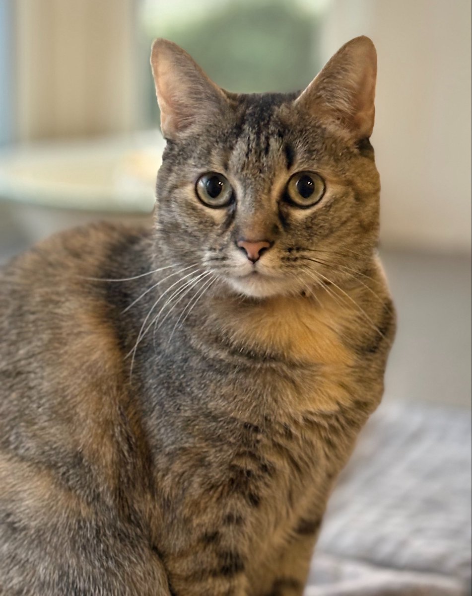 LucySkinnyjeans's tweet image. It’s #whiskerswednesday &amp;amp; I think mine look fabulous in this photo! What do you think?
We hope you have a marvelous day! #humpday #CatsOfTwitter #CatsOfX #TabbyTroop