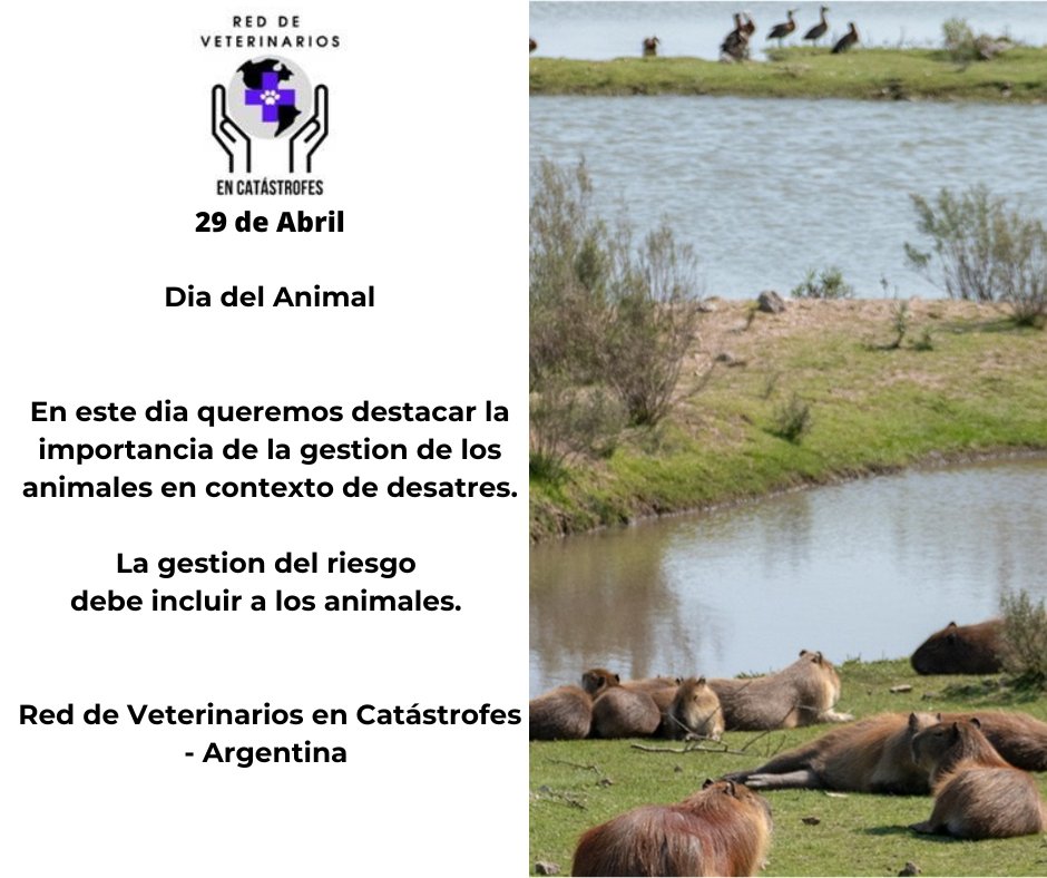 vetsxhelp's tweet photo. Hoy en Argentina celebramos el Dia del Animal. Trabajamos en la gestion de los animales en el contexto de desastres. https://t.co/b7l7kFfV7u