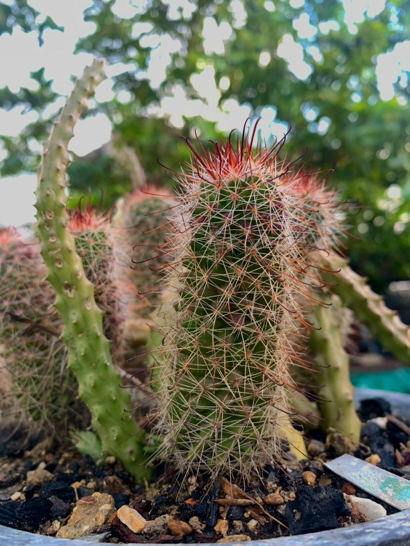 TelePinar's tweet image. 🇨🇺| Comenzamos la jornada informativa de este #Miércoles, 2️⃣9️⃣ de abril.

📲| Tele Pinar le invita a mantenerse #AlDíaConLaNoticia desde nuestras plataformas digitales.

☀️🌵| Somos el canal que desde #PinardelRío lo  acompaña por más de cuatro décadas
📸: Jennifer González