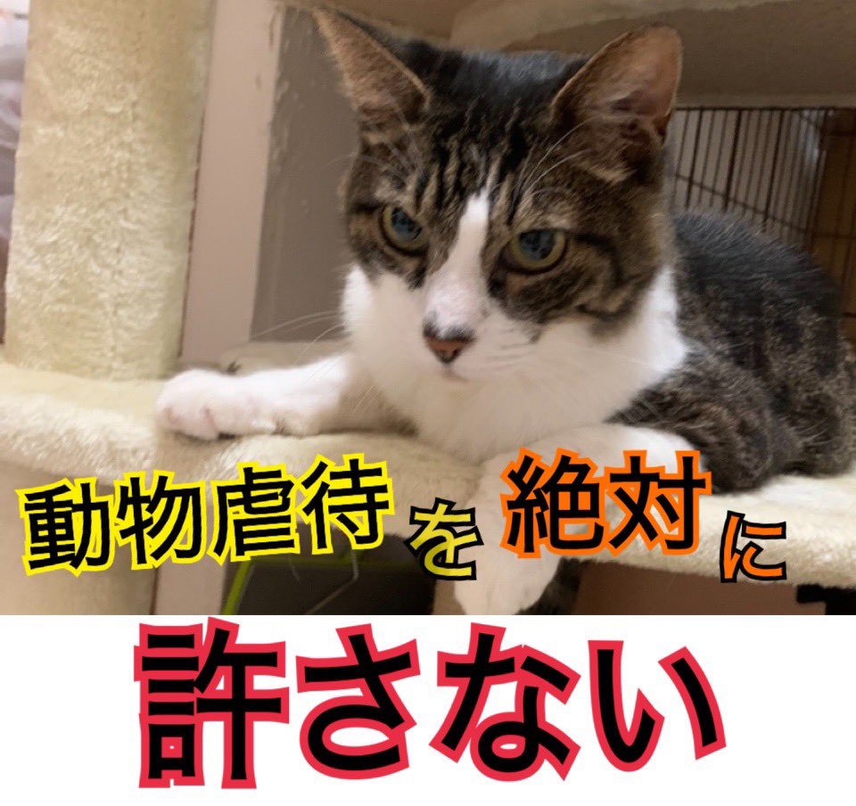 ぷーちゃん tweet media