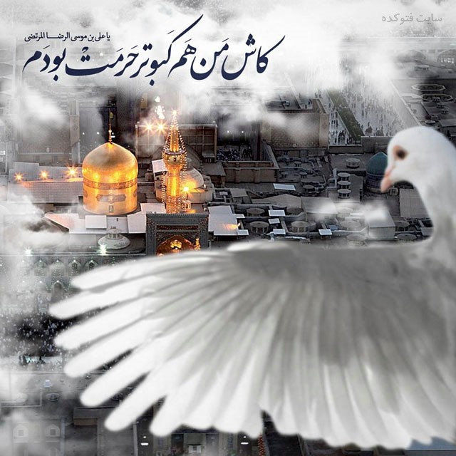 سید میلاد tweet media