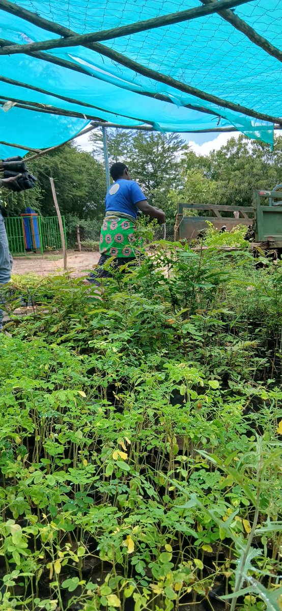 Africa Wood Grow tweet media