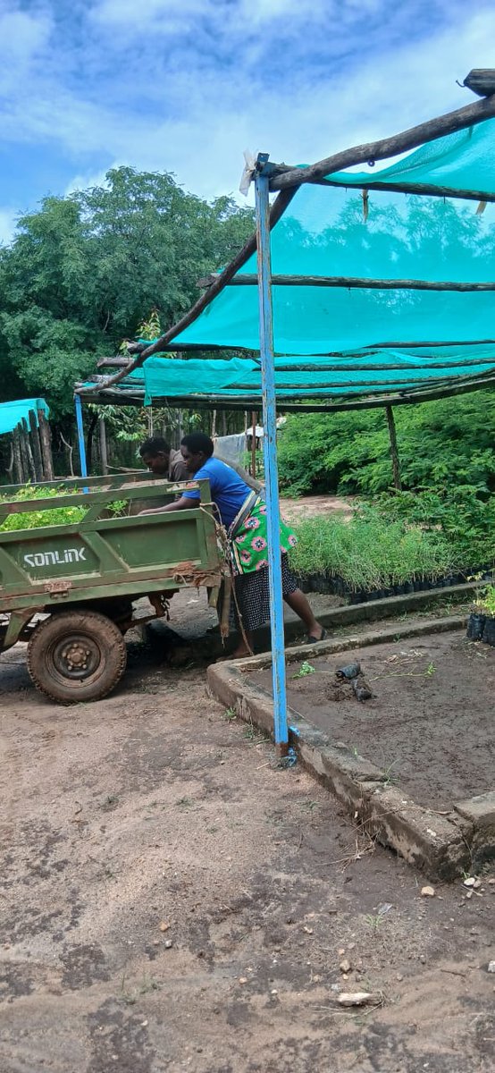 Africa Wood Grow tweet media