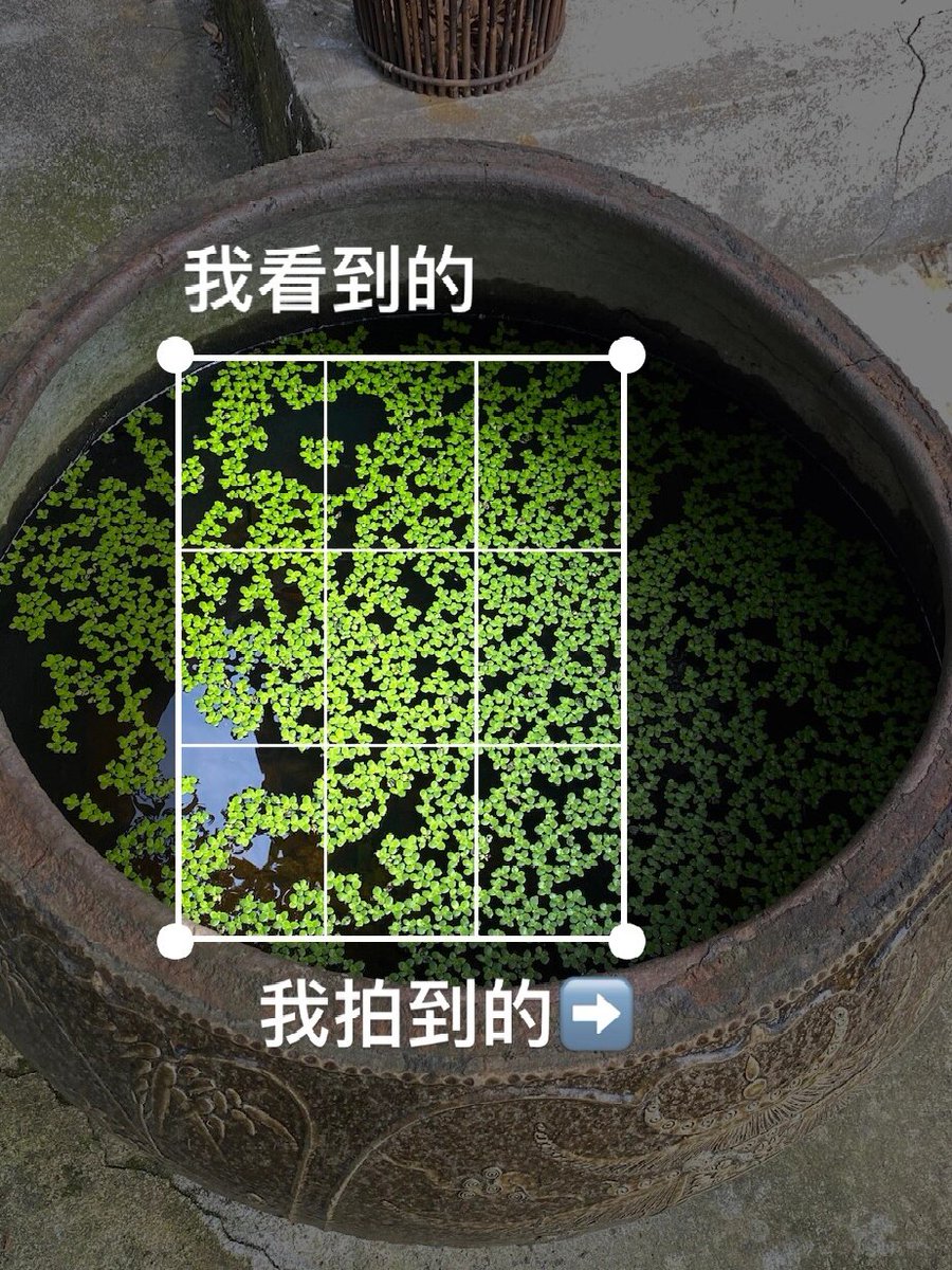 samya_harrami's tweet image. Photography 101: Rule of Thirds  Split your frame into 3x3 grids (via camera app). Place your subject at grid intersections—not the center! Example: A bird on a branch at the top-right crosshair. Try it today! #PhotographyTips #BeginnerPhoto