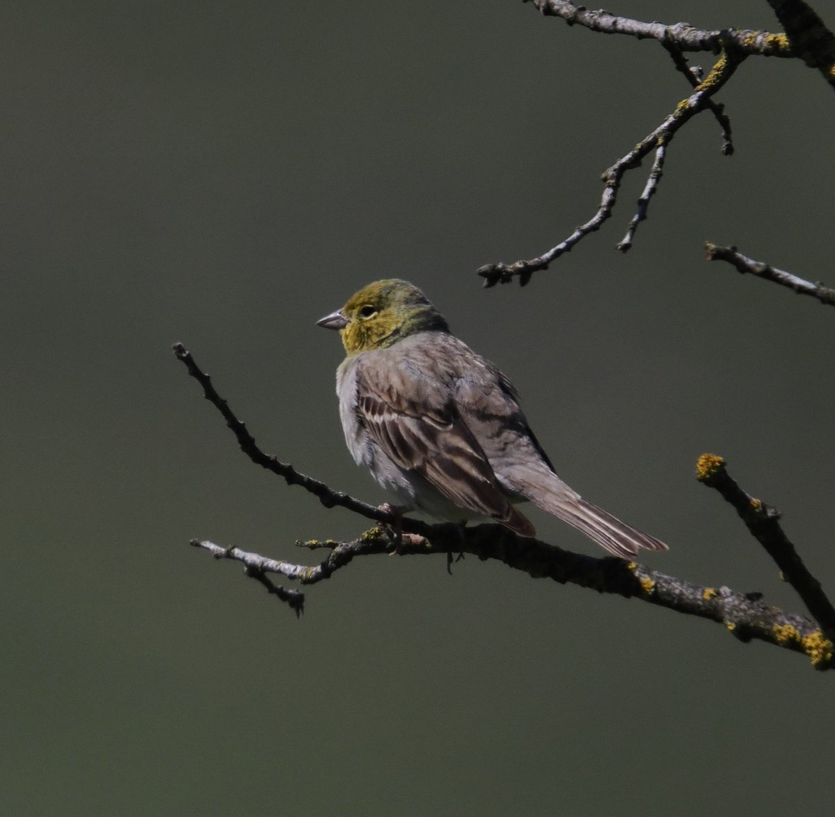 Mickyamuk's tweet image. Cinereous Bunting, Ipsilou Monastery #lesvos #Greece