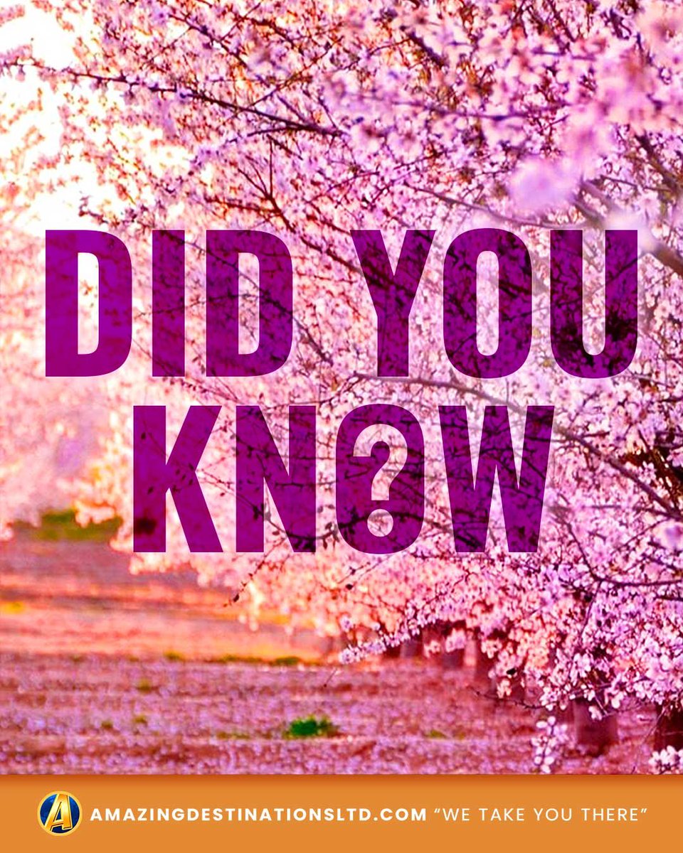 AmazingDest's tweet image. 🌸 #DidYouKnow ⁉️ #CherryBlossom season on the East Coast only lasts for a very short time each year… late March through late April, before the petals begin to fall! #AmazingDestinations, "We Take You There!" #DCCherryBlossoms #NYCCherryBlossoms #BrooklynBotanicGarden
