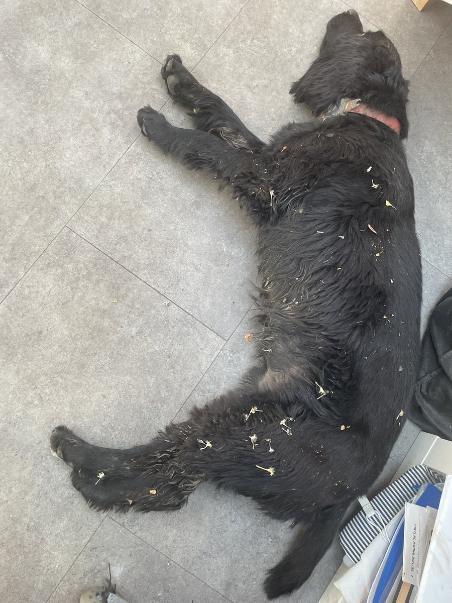Carter_LikeDan's tweet image. Girl boss a bit grumpy with me because apparently I’m filthy. #dogsoftwitter #DogsofTwittter #dogsofx