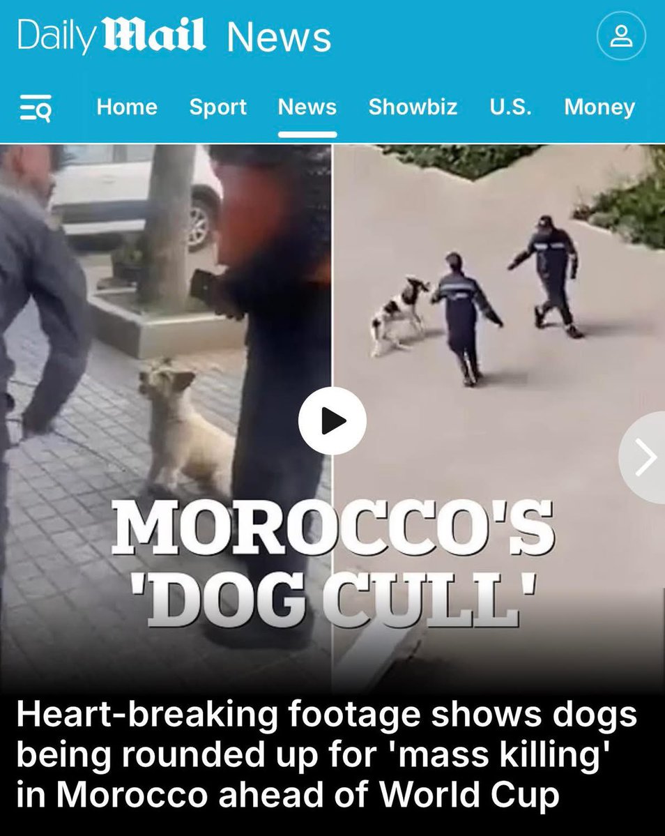 Protect_Wldlife's tweet image. A few games of football is not worth the life of a single Dog!

Heartbreaking footage captured dogs being rounded up and tossed into vans for alleged mass killings in Morocco as the country prepares for the 2030 World Cup.

Since the North African country was ratified as a host