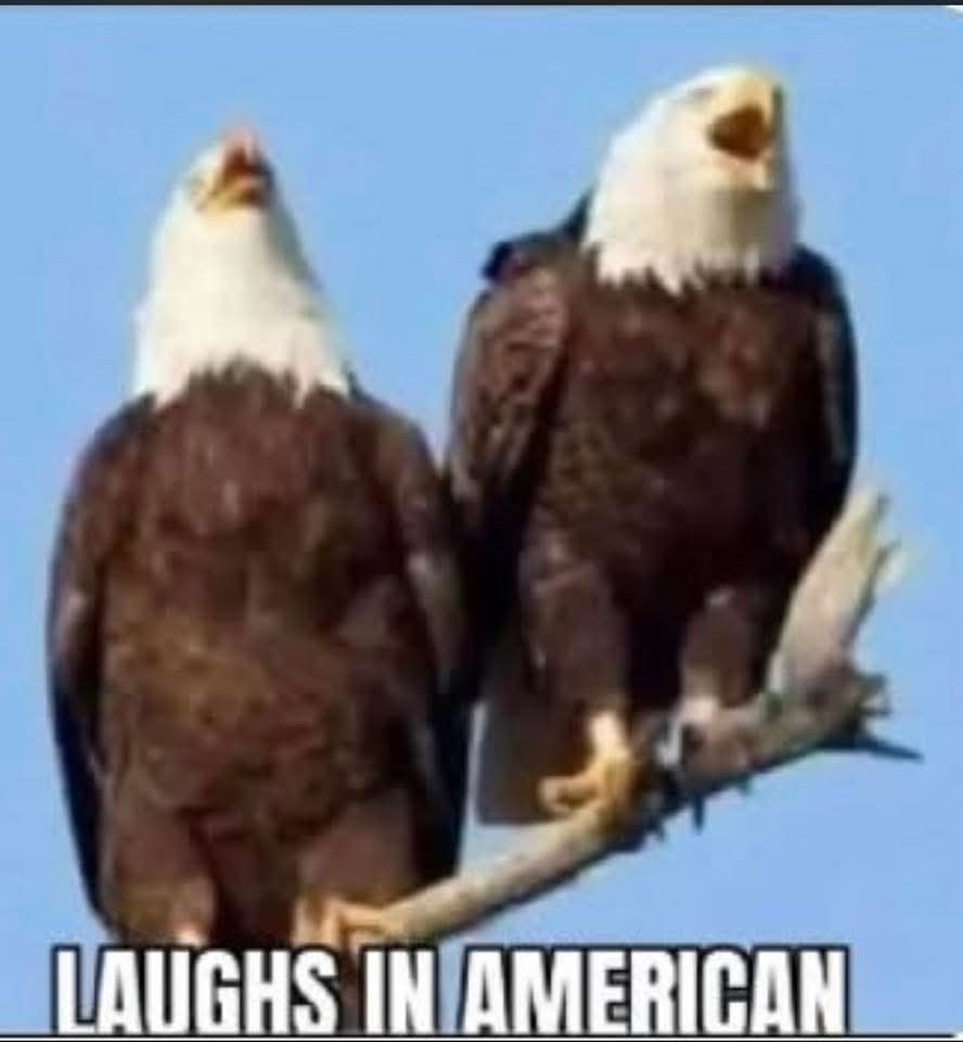 MAGAmemeTeam tweet media