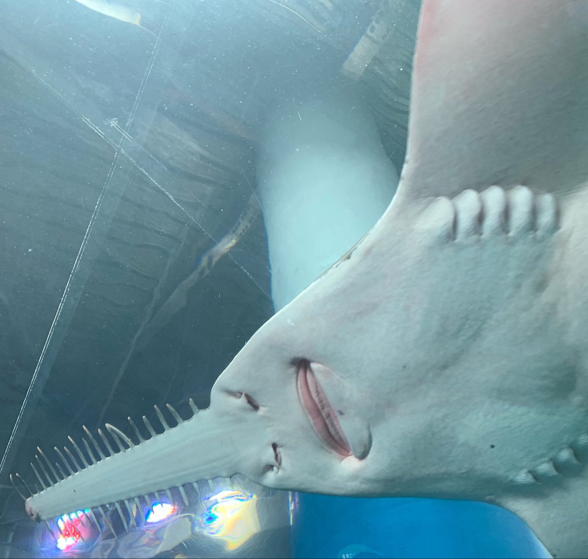 mannennetaroooo's tweet photo. 水族館で見たコレまだこわい https://t.co/4BV6t9friR