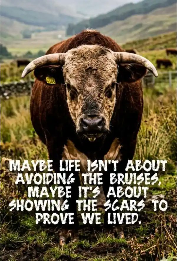 BabyD1111229's tweet image. All I’m saying is… #truth 

MAYBE LIFE ISN'T ABOUT AVOIDING THE BRUISES, MAYBE IT'S ABOUT SHOWING THE SCARS TO PROVE WE LIVED. 😉
